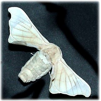 Ver � soie(Bombyx) : il se nourrit des feuilles de m�riers. Ces grands arbres se rencontrent encore sur la plaine dauphinoise de l'Est Lyonnais. En particulier, la route D75 de Vienne � Villefontaine est bord�e d'une double rang�e de vieux m�riers, aux environs de Oytier-St-Oblas.